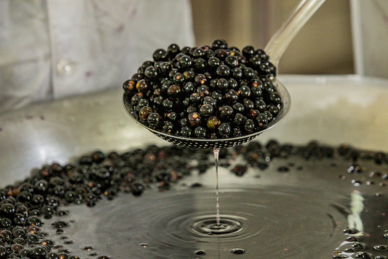 Projeto Açaí Juçara